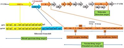 Insight into genomic organization of pathogenic coronaviruses, SARS-CoV-2: Implication for emergence of new variants, laboratory diagnosis and treatment options